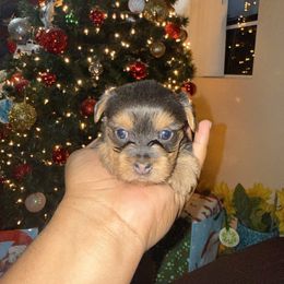 Girl 1 - Black and tan female Yorkshire Terrier puppy in Pomona, California from Lunio's Yorkies