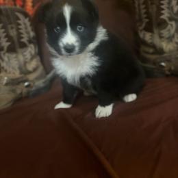 Willie - Black & white male Miniature Australian Shepherd puppy in Florence, Arizona from Triangle H Ranch Aussies
