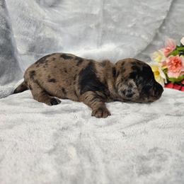 Ophelia - Dapple female Dachshund puppy in Florence, Arizona from Doxie Town Az