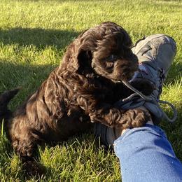 Australian Labradoodle Puppies from Tiny Treasures Australian Labradoodles