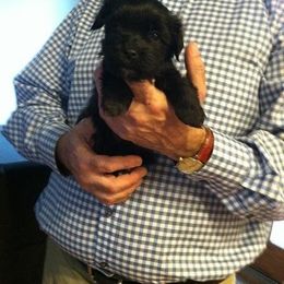Havanese Puppies from Harmony Havanese