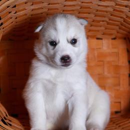 Siberian Husky Puppies from Tricia's Siberians
