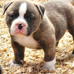 Alfredo - Brindle male Bulldog puppy in Washington from Sun City Campeiro Bulldogs