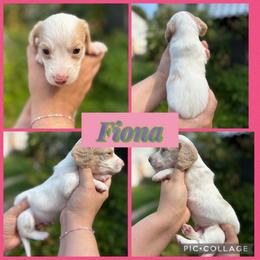 Fiona - Piebald female Dachshund puppy in Wichita Falls, Texas from Long Dogs in The Falls