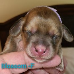 Dachshund Puppies from Tiny Tails Ranch