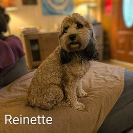 Reinette - Cockapoo