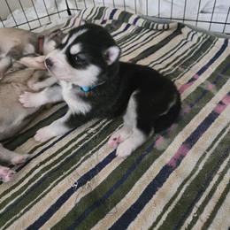 Girl 4 BLUE- SOLD - Black and white female Siberian Husky puppy in Canton, Georgia from Mayhemhuskies