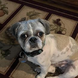 Teddy - Shih Tzu