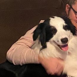 Australian Shepherd All Grown Up from Twin Lakes Ridge Farm