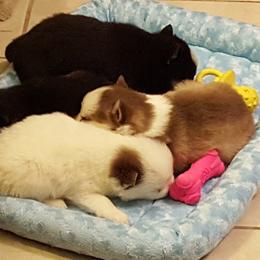 Pomsky Puppies from Angel's Creek Pomskies
