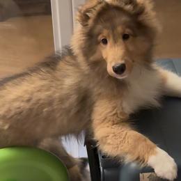 Boy 4 - male Shetland Sheepdog puppy in San Antonio, Texas from Stone Oak Shelties