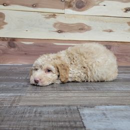 Bo - Buff male Cockapoo puppy in Missouri from KDK Missouri Miniature Poodles