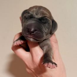 Calista - Blue female Great Dane puppy in Jerusalem, Arkansas from Mara Danes