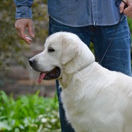 Finn - Golden Retriever