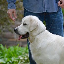 Finn - Golden Retriever