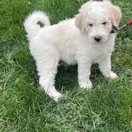 Cheeky - Parti male Labradoodle puppy in Craig, Nebraska from Top Knot Companions Poodles and Labradoodles