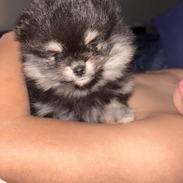 Black and tan female - Black and tan female Pomeranian puppy in Fayetteville, North Carolina from Tar-heel Poms