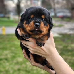 Male 2 Vom Jager Haus - Black and mahogany male Rottweiler puppy in Reynoldsburg, Ohio from Vom Jager Haus Rottweilers