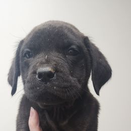 Teeter - Brindle female Mastiff puppy in Moneta, Virginia from Jeana's Rottweilers & English Mastiffs