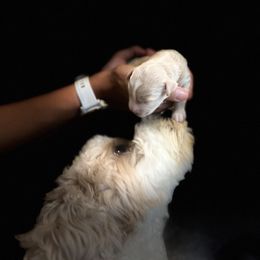 Australian Labradoodle Puppies from Rainier Labradoodles