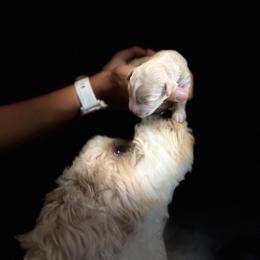 Australian Labradoodle Puppies from Rainier Labradoodles