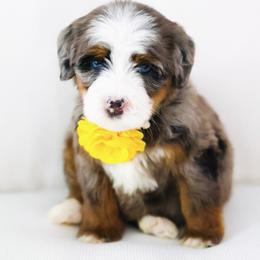 Wonder - Blue merle female Aussiedoodle puppy in Diamond Bar, California from Furrytaildoodles