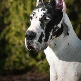 Great Dane puppies from Folklore Kennel