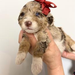 Britney - Chocolate merle female Bernedoodle puppy in Miami, Florida from Jade’s Paws & Co. Of Miami LLC