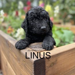 Goldendoodle Puppies from O’Doodle Clan Goldendoodles