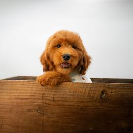 Sage Grey - Red  male Goldendoodle puppy in Lafayette, Alabama from Sweethaven Kennels