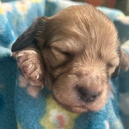 Frankie - Cream female Dachshund puppy in Tahlequah, Oklahoma from Love Some Dogs Dachshunds & Cavalier King Charles Spaniels,Cavapoos