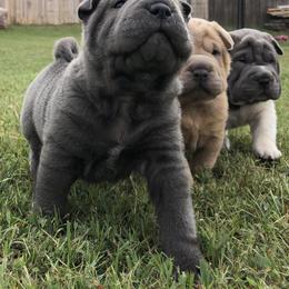 Chinese Shar-Pei Puppies from HapPei House of Wrinkles