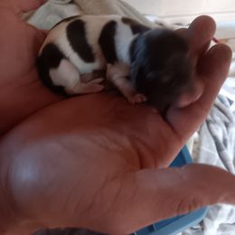 Dachshund Puppies from Lauren's Dachshunds