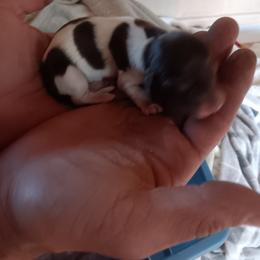 Dachshund Puppies from Lauren's Dachshunds