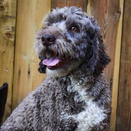 Chesney - Goldendoodle
