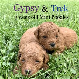 Cavalier King Charles Spaniel, Cavapoo, and Poodle Puppies from Loblolly Ranch