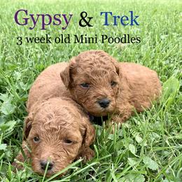 Cavalier King Charles Spaniel, Cavapoo, and Poodle Puppies from Loblolly Ranch