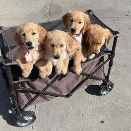 Golden Retriever Puppies from Graciegold Retrievers
