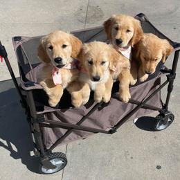 Golden Retriever Puppies from Graciegold Retrievers