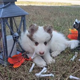 Luz de Sol (Sunlight) - Chocolate female Pomsky puppy in Spring Hill, Florida from Whitmore Wolfpack LLC