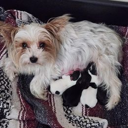 Yorkshire Terrier Puppies from Eleventyseven Yorkies