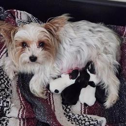 Yorkshire Terrier Puppies from Eleventyseven Yorkies