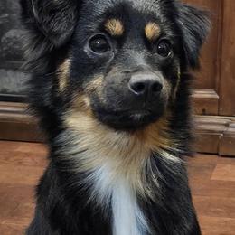 Kyrah - Toy Australian Shepherd