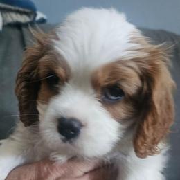 Harmon - Blenheim female Cavalier King Charles Spaniel puppy in Winchester, Kentucky from Gleannfae Gordon Setters & Cavalier King Charles Spaniels