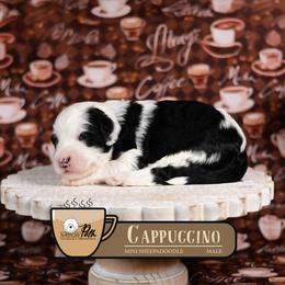 Cappuccino - Black and white male Sheepadoodle puppy in Cleveland, Tennessee from Narrow Path Old English & Sheepadoodles