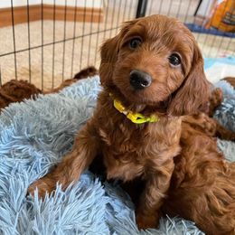 Goldendoodle Puppies from Shinecatchers Mini Goldendoodles