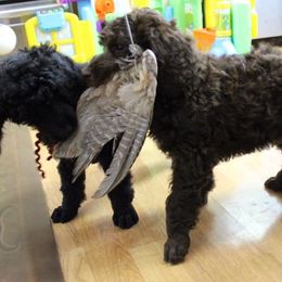 Poodle Puppies from Piccolo's Poodles