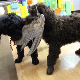 Poodle Puppies from Piccolo's Poodles