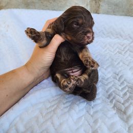 Symphony - Chocolate female Cavapoo puppy in Nampa, Idaho from Heart Mountain Cavaliers & Floating Feathers Kennel