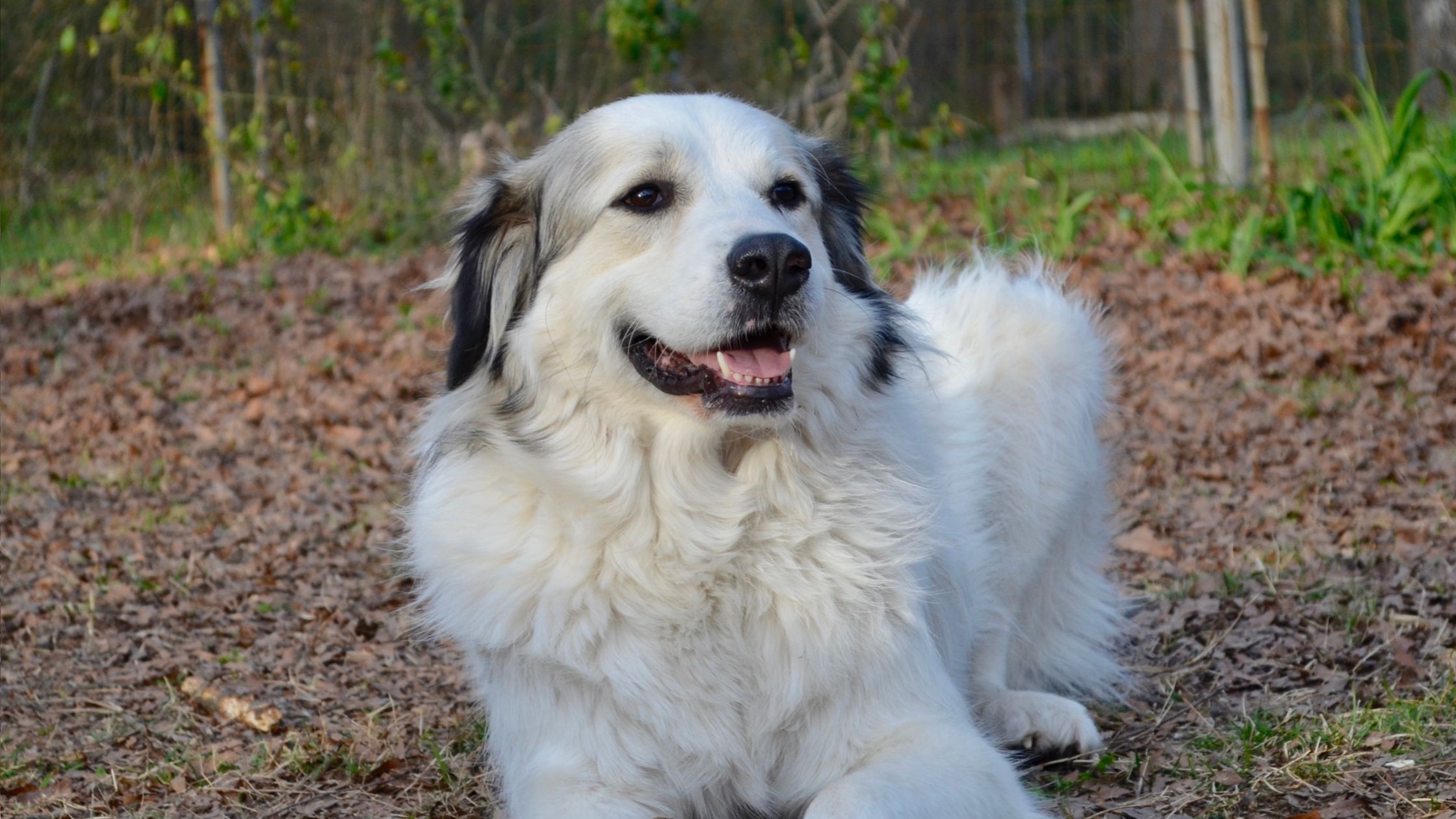 Anatolian shepherd and great pyrenees mix for sales sale